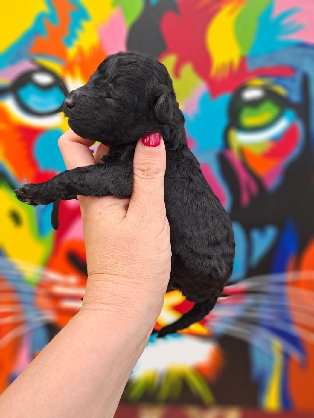 Tim Pop - Chiots disponibles - Caniche