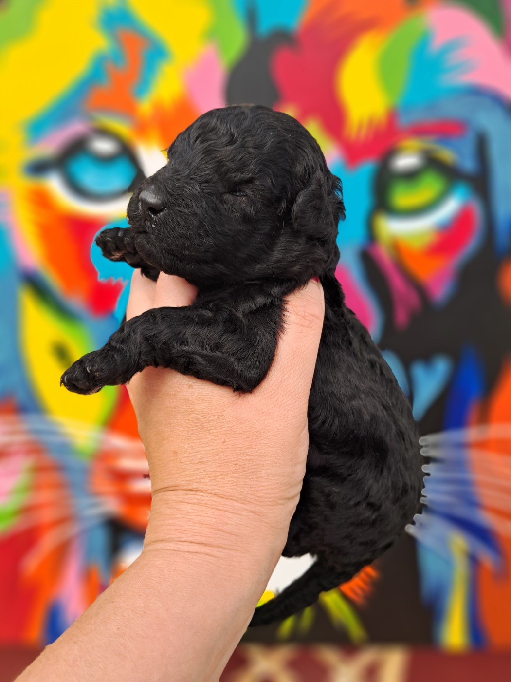 Tim Pop - Chiots disponibles - Caniche