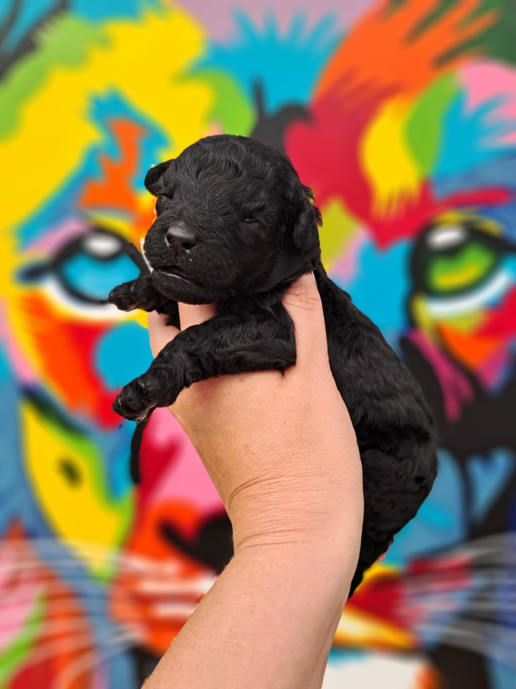 Tim Pop - Chiots disponibles - Caniche