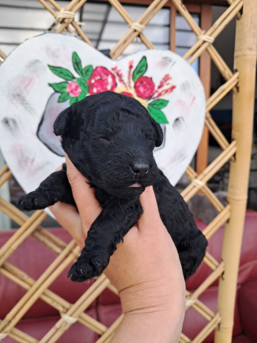Tim Pop - Chiots disponibles - Caniche