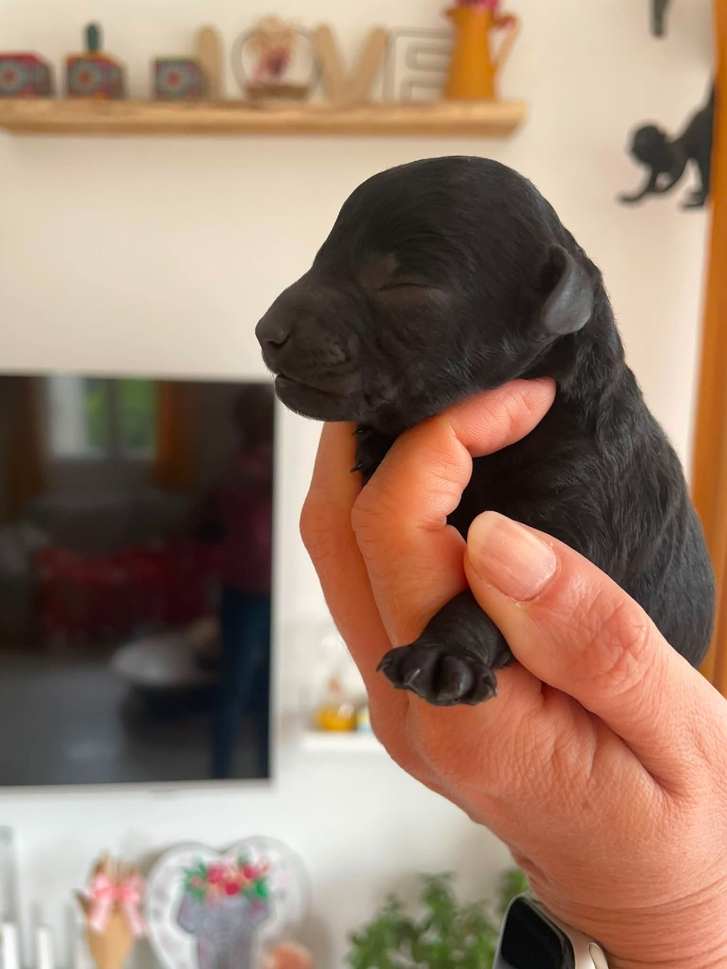 Chiot Caniche Tim Pop