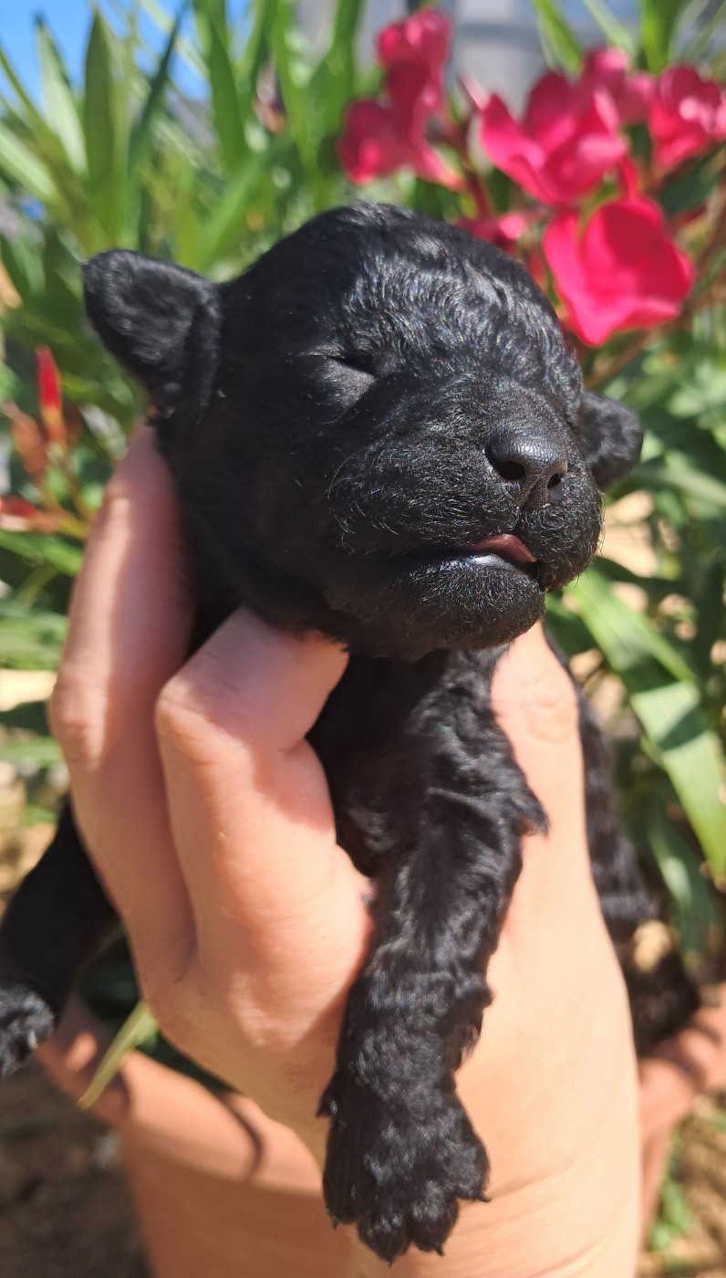 Tim Pop - Chiots disponibles - Caniche