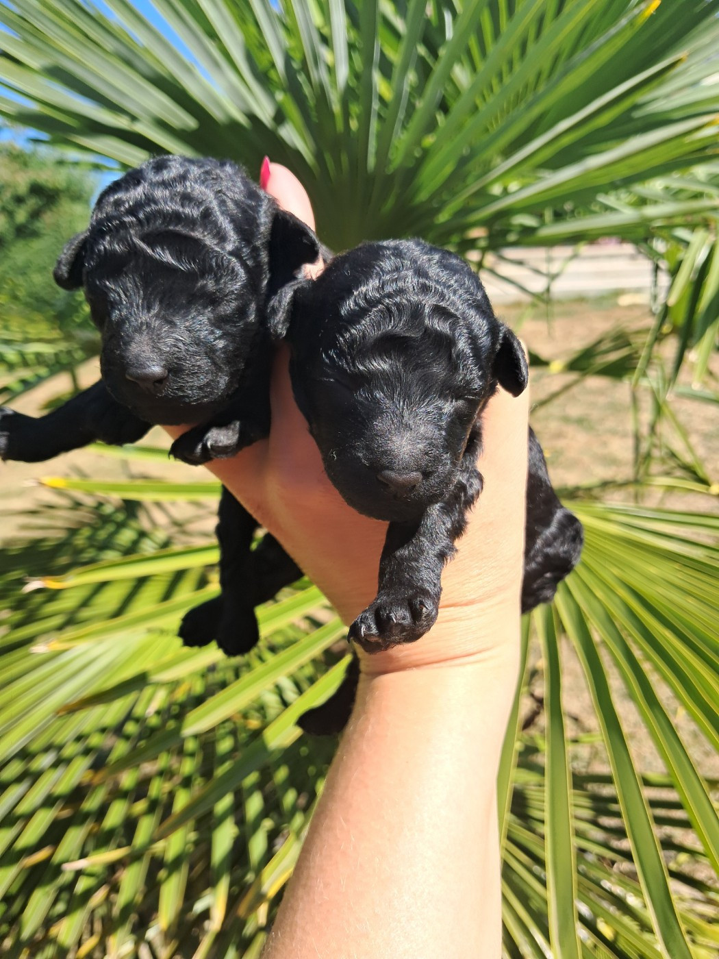Tim Pop - Chiots disponibles - Caniche