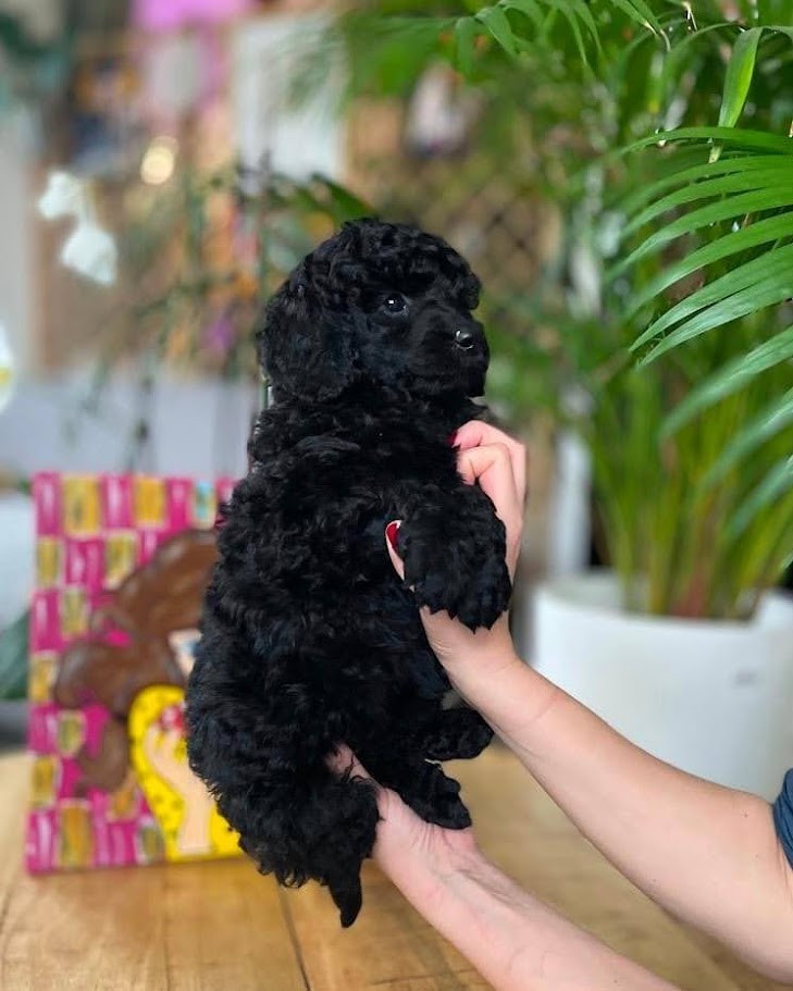 Chiot Caniche Tim Pop