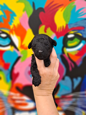 Chiot N°1