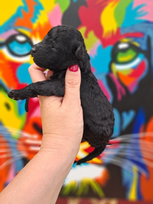 Chiot N°2