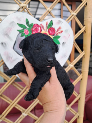 Chiot N°5
